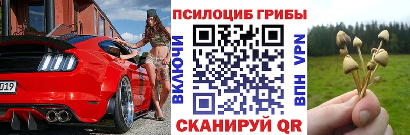 OMG маркетплейс  Покров  Галлюциногенные грибы Cubensis 